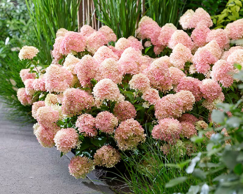 Hortensia paniculata Living Creation Mix/Buc / Hydrangea paniculata Living Creation Mix/