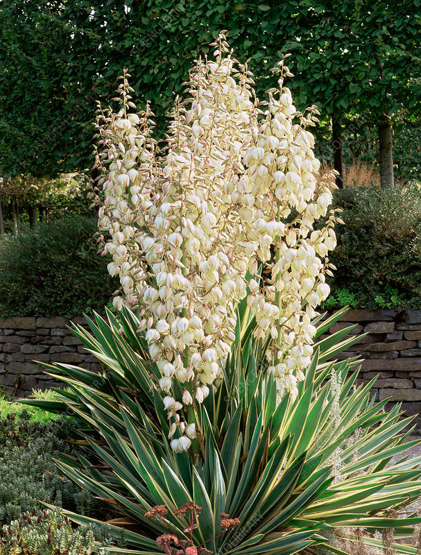 Yucca gloriosa "Variegata" / Yucca gloriosa "Variegata"/ by gradina-noastra