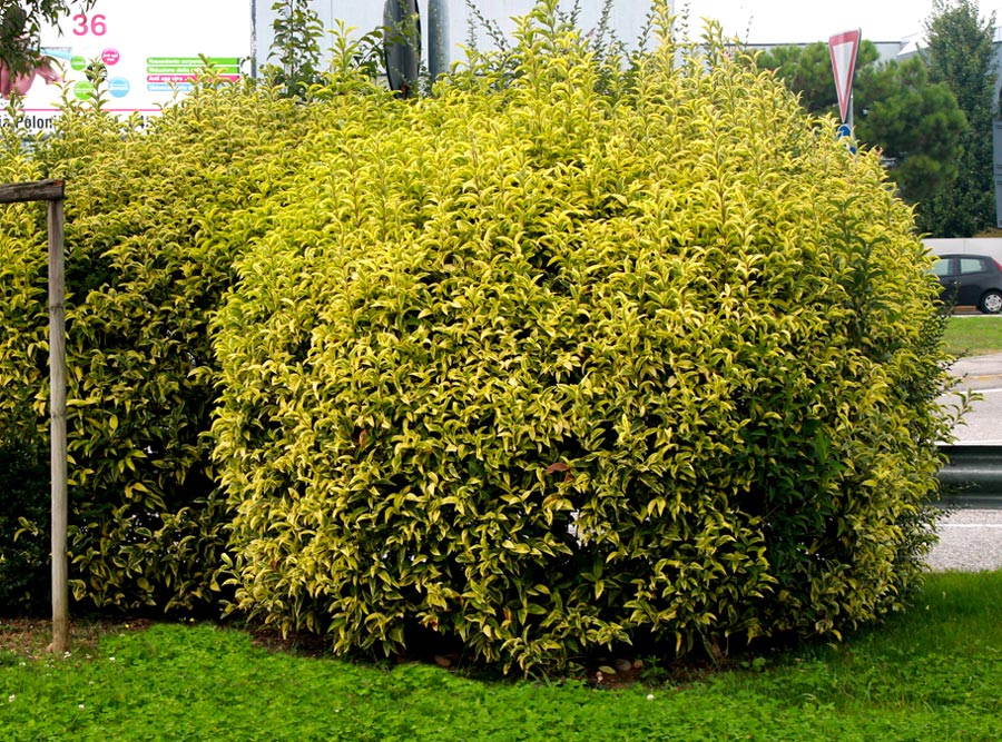 Lemn cainesc "Excelsum Superbum" 1.20 - 1.50 m / Ligustrum japonicum "Excelsum Superbum"/ by gradina-noastra
