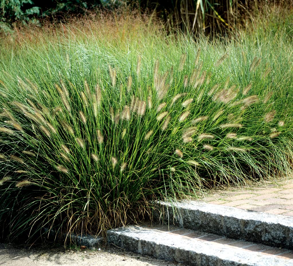 Pennisetum alopecuroides "Compressum" 0.10 - 0.20 m by gradina-noastra