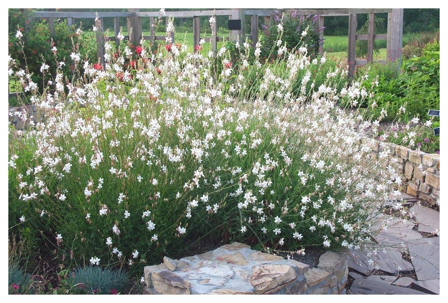 Gaura lindheimeri "Whirling Butterflies" - Gradina Noastra
