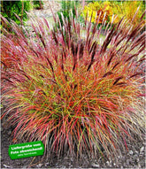 Iarba elefantului "Red Chief" 0.20  - 0.30 m / Miscanthus sinensis "Red Chief" / - Gradina Noastra