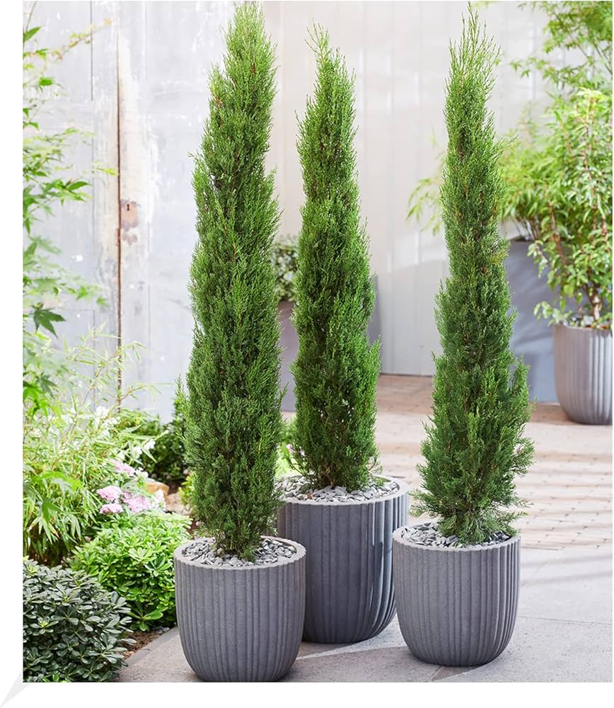 Chiparos de Italia / Cupressus sempervirens "Pyramidalis" /