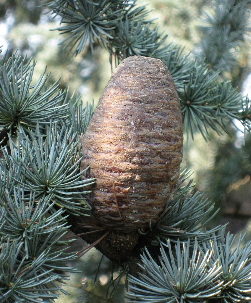 Cedru argintiu-albastru 2.50 - 3.00 m / Cedrus atlantica "Glauca" / - Gradina Noastra