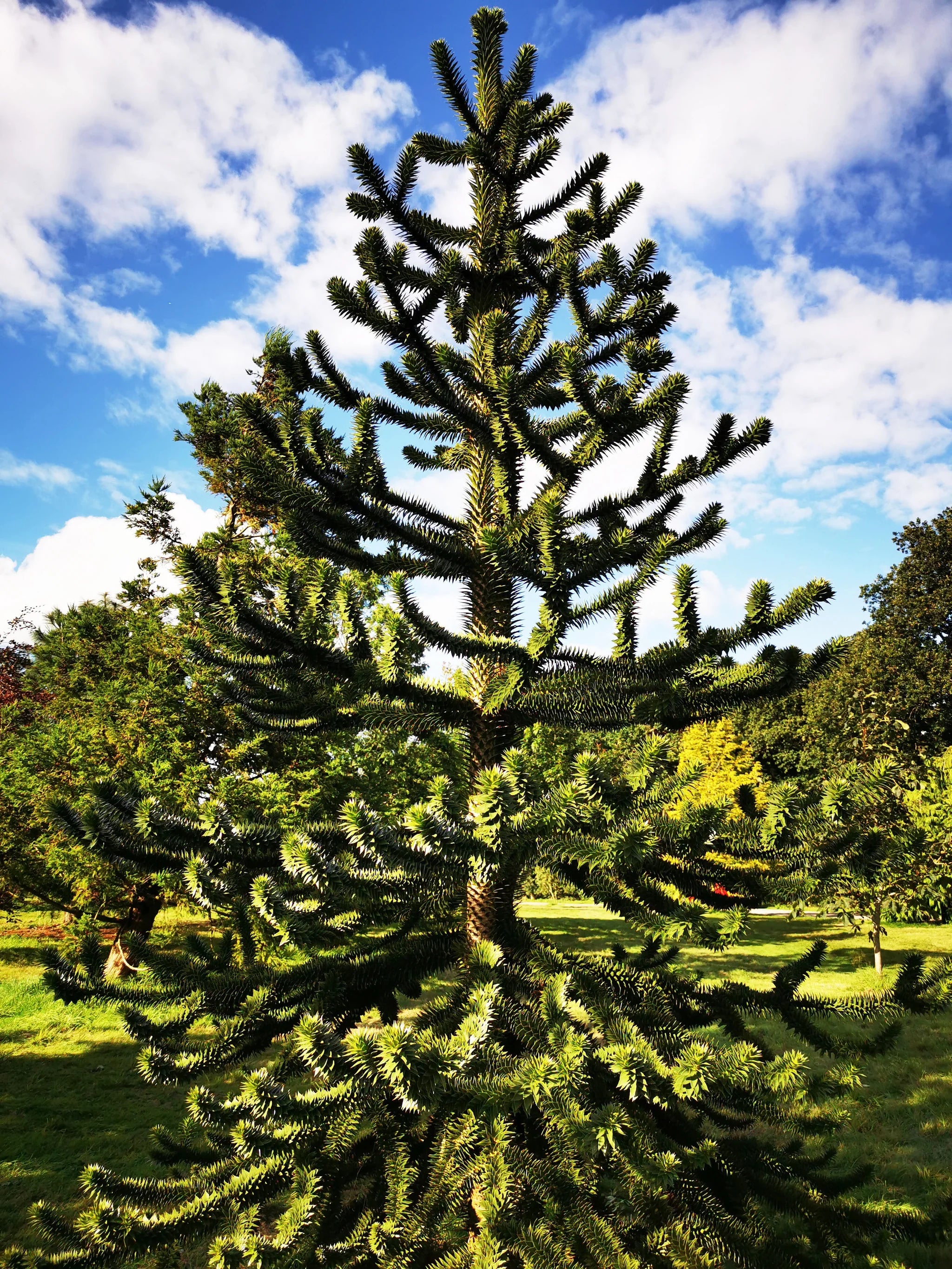 Pin Chilian - Araucaria / Araucaria araucana / - Gradina Noastra