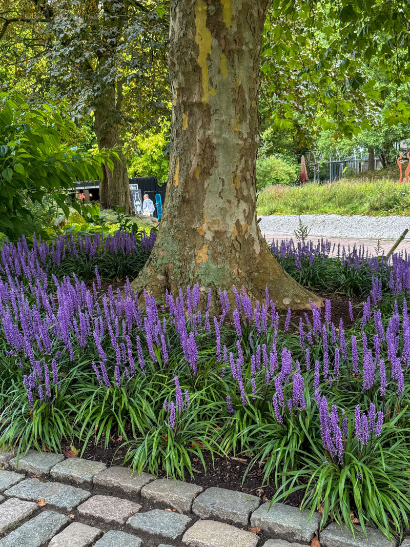 Liriope muscari "Moneymaker" - Gradina Noastra