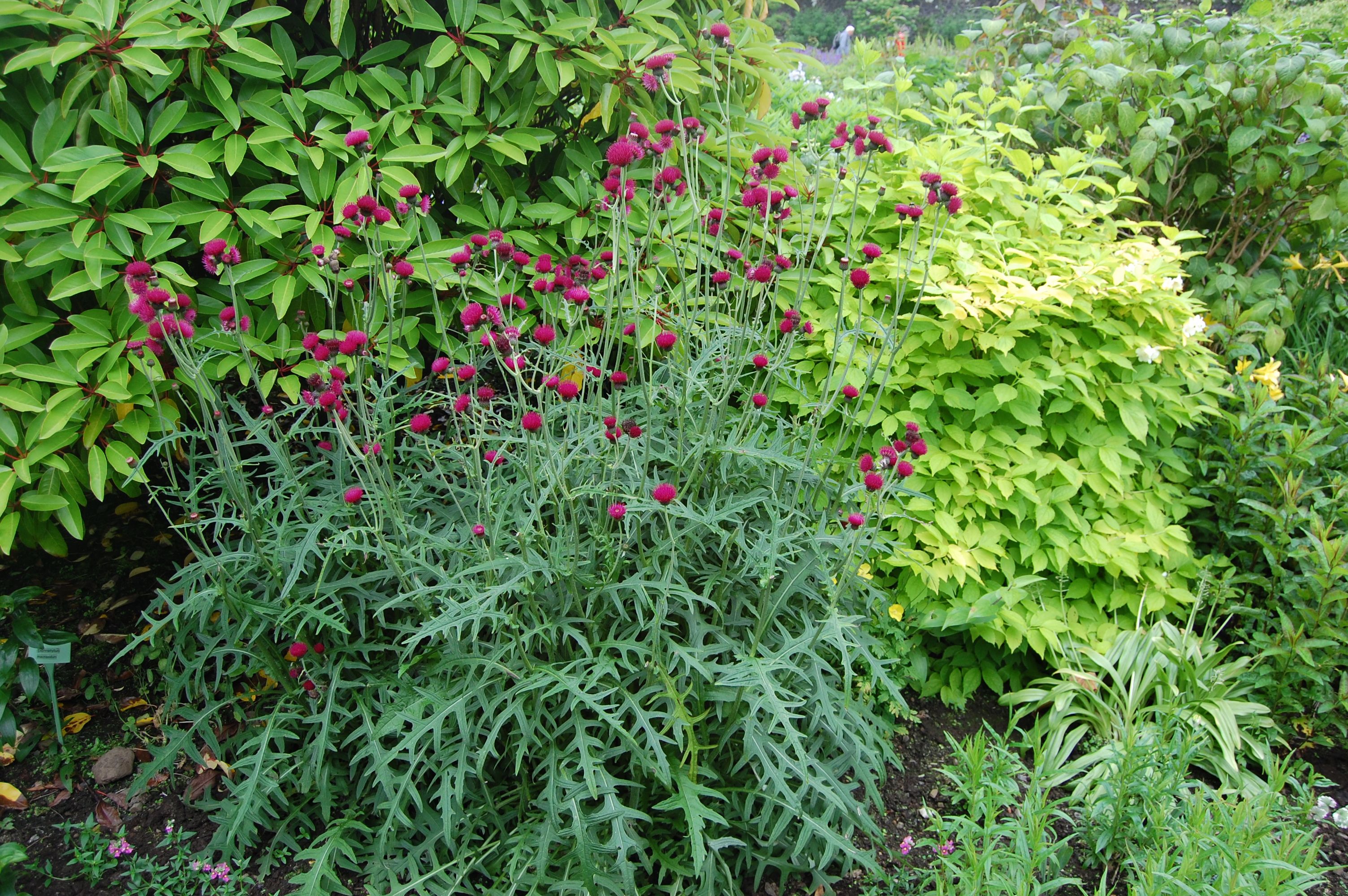 Cirsium rivulare "Atropurpureum" 0.30 - 0.40 m by Gradina Noastra