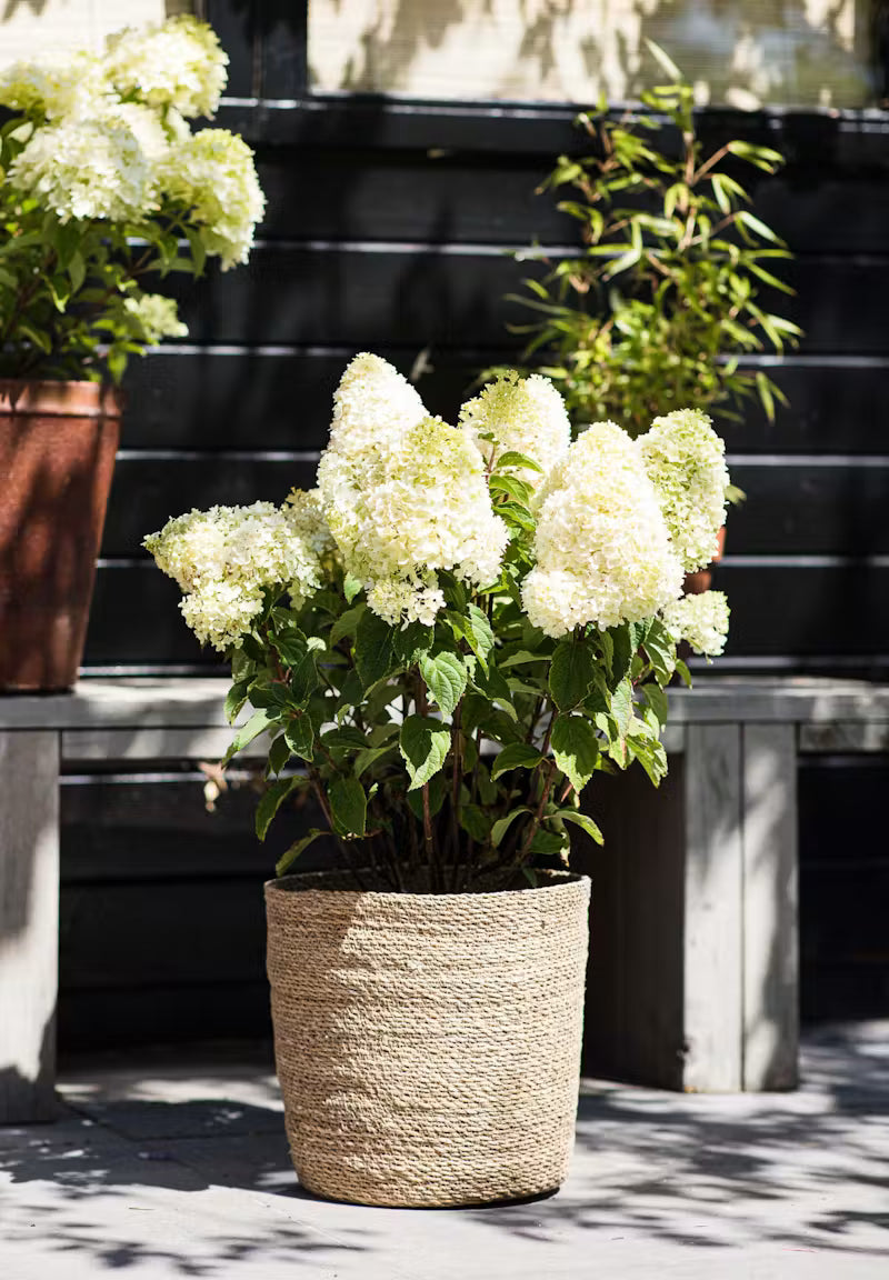 Hortensia paniculata Living Creation Mix/Buc / Hydrangea paniculata Living Creation Mix/