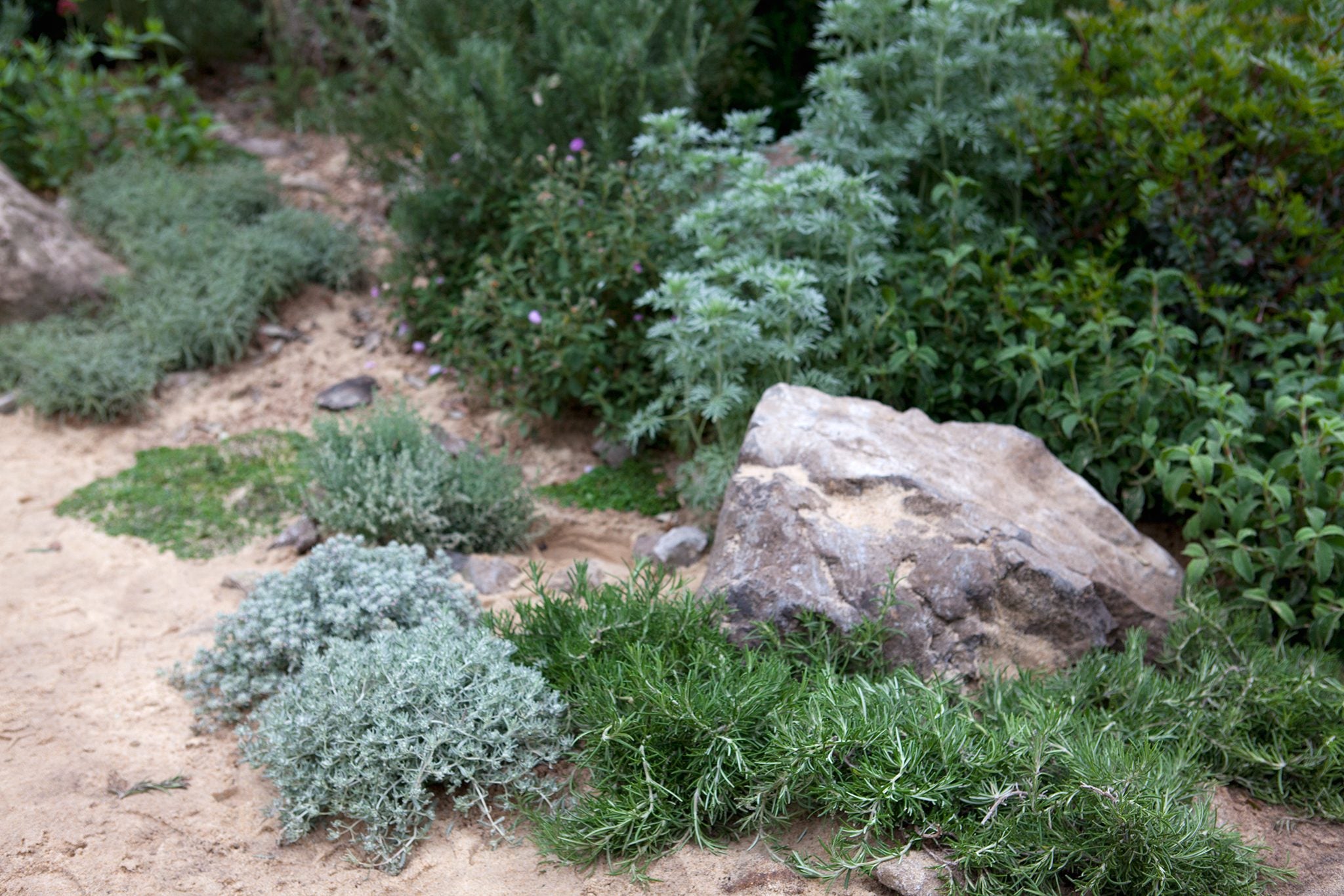 Rozmarin "Prostratus" 0.50 - 0.70 m / Rosmarinus officinalis "Prostratus"/ by gradina-noastra