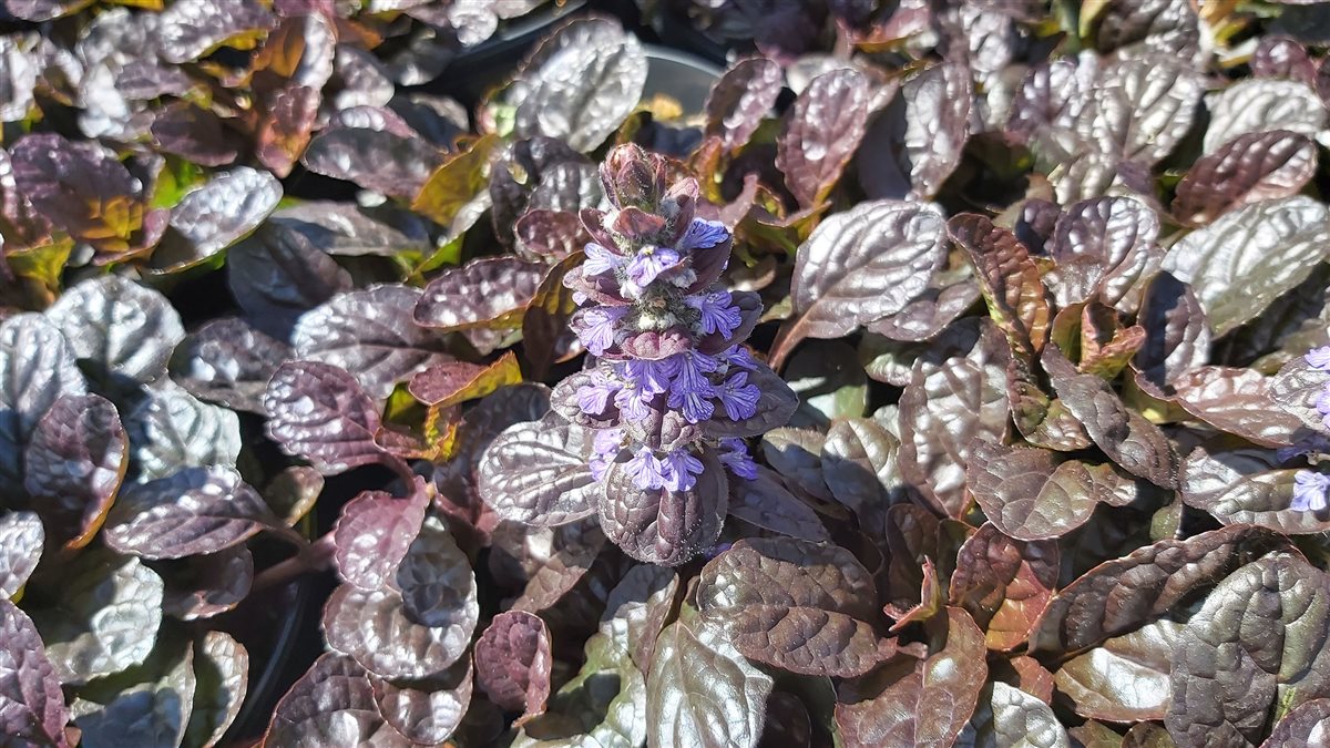Ajuga reptans "Braunherz" 0.10 - 0.20 m by Gradina Noastra