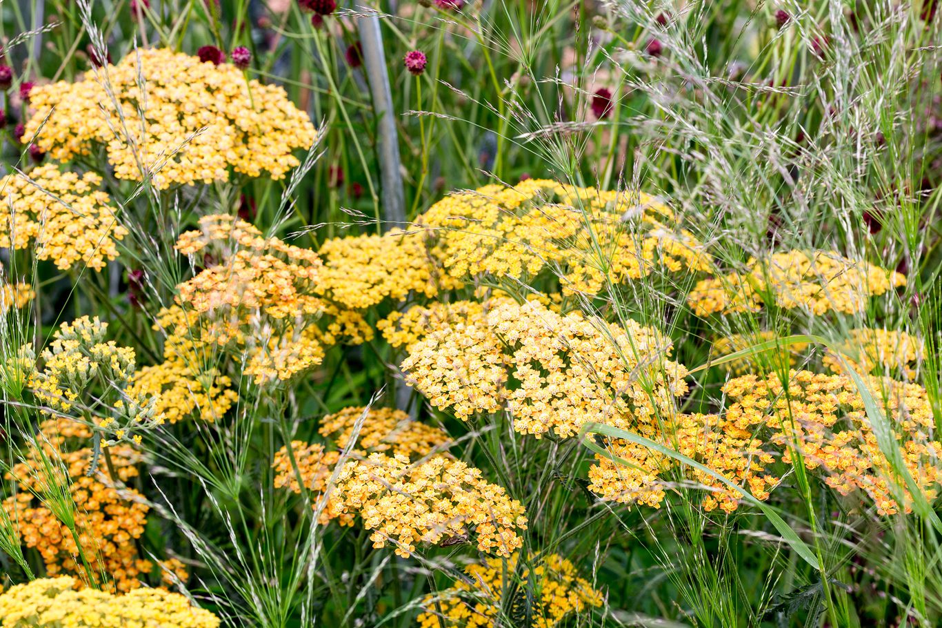 Achillea millefolium "Sunny Seduction"
