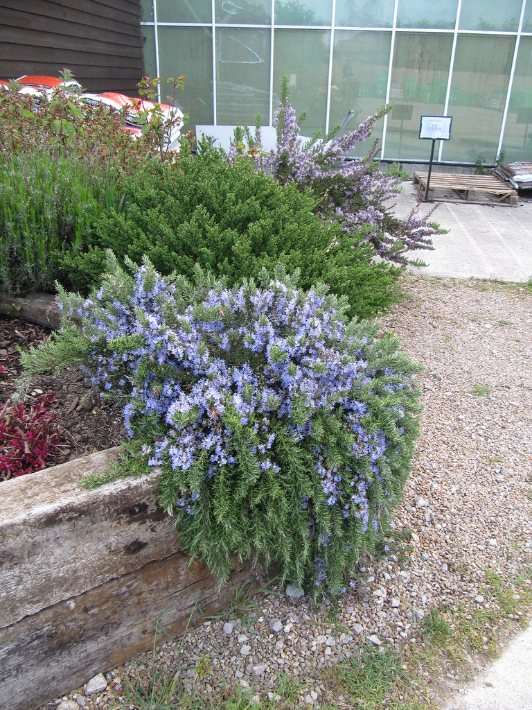 Rozmarin „Boule” / Rosmarinus officinalis „Boule”/ by gradina-noastra