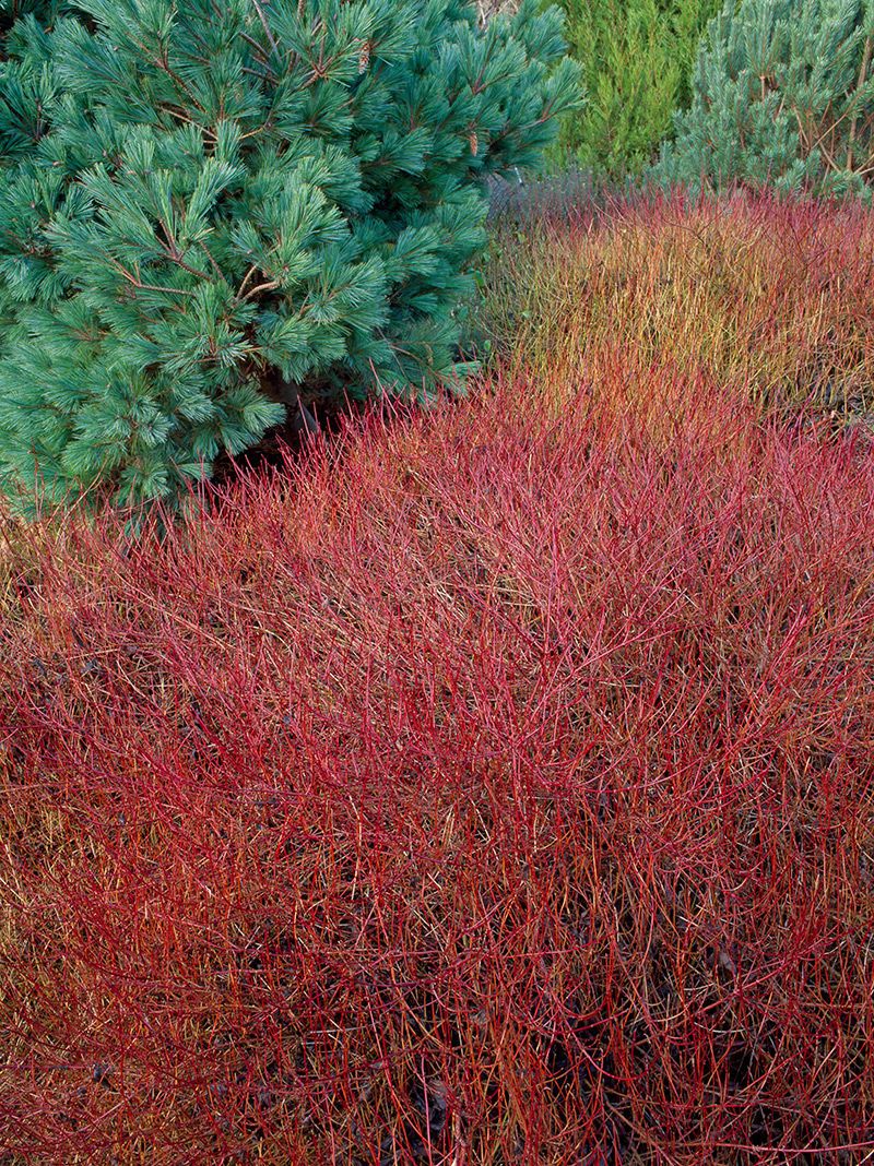 Sanger "Kelseyi" 0.20 - 0.45 m / Cornus sericea "Kelseyi"/ by gradina-noastra