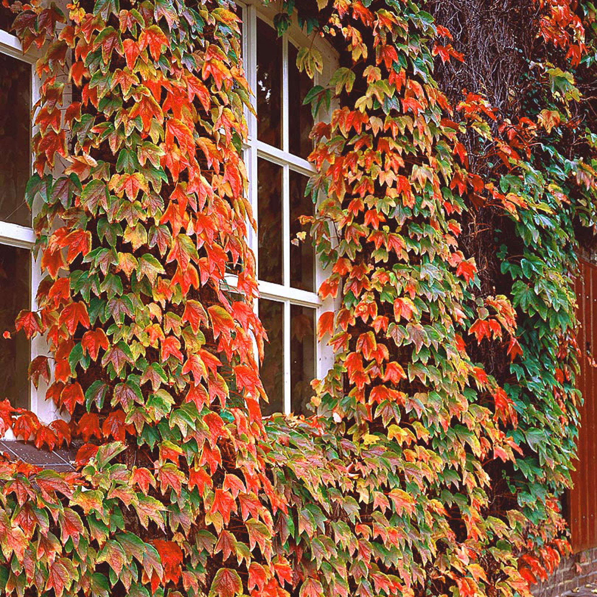 Viță de Canada 0.50 m / Parthenocissus mix / by gradina-noastra