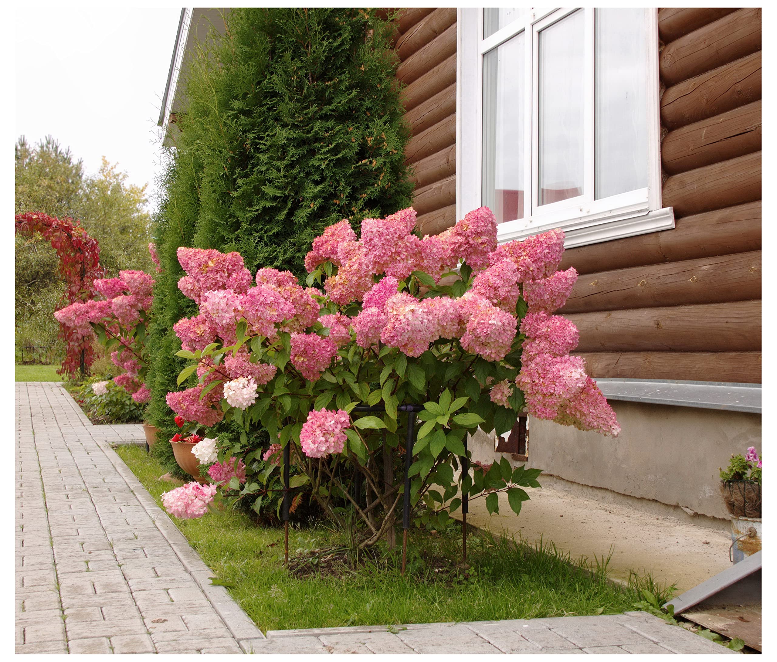Hortensia paniculata "Pinky Winky" / Hydrangea paniculata "Pinky Winky"/ by gradina-noastra