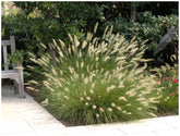 Pennisetum alopecuroides "Hameln" by gradina-noastra