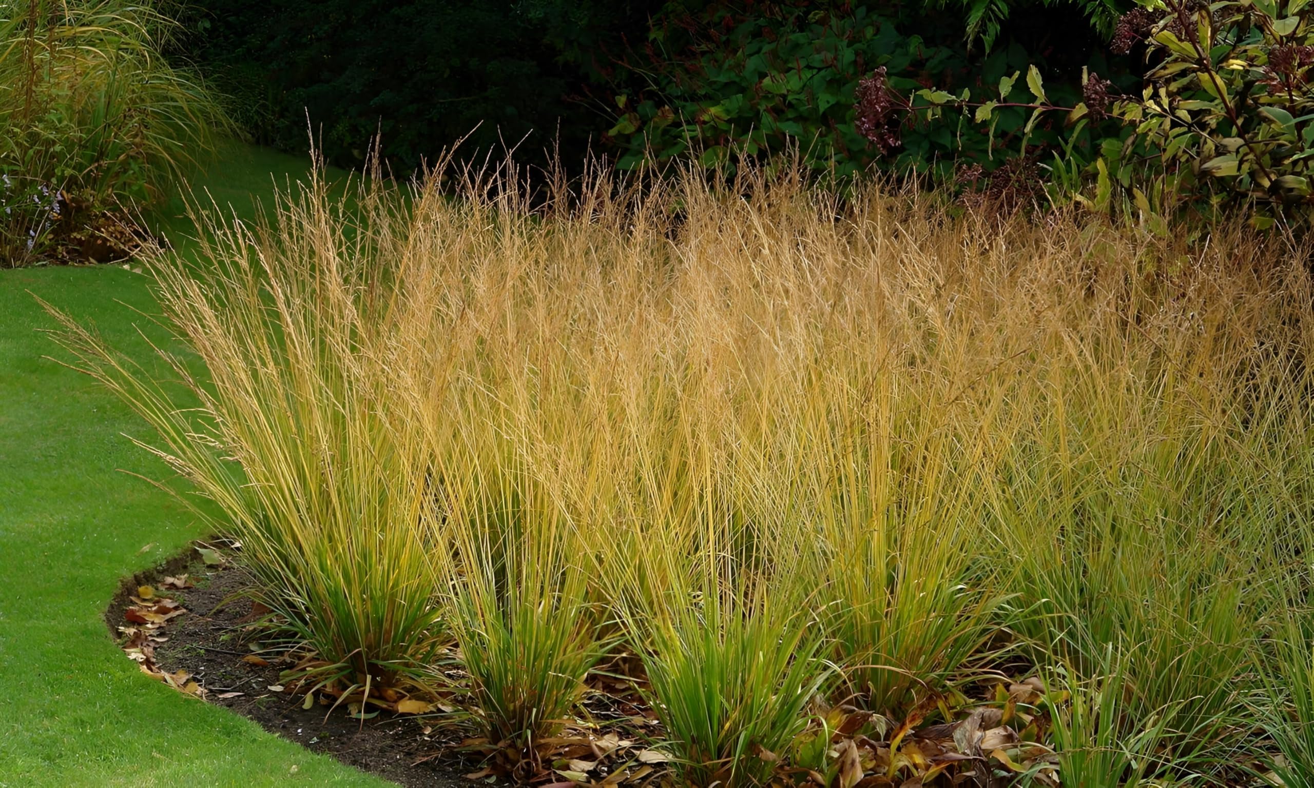 Molinia caerulea "Moorhexe" - Gradina Noastra