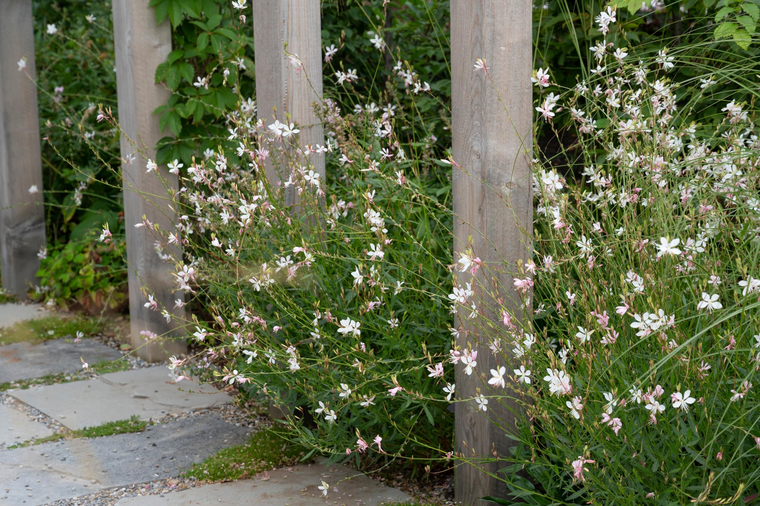 Gaura lindheimeri "Whirling Butterflies" by Gradina Noastra