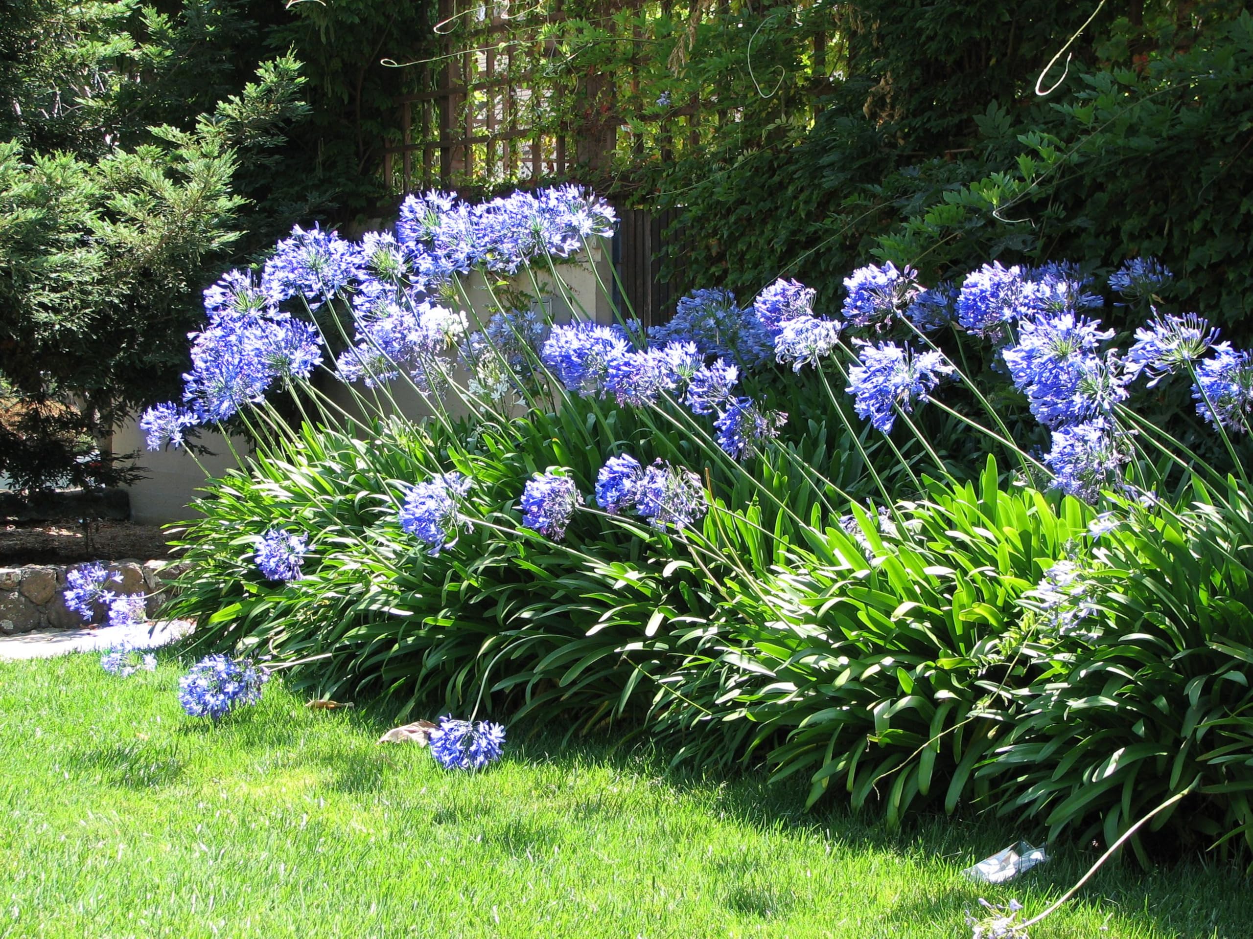 Agapanthus mix 0.10 - 0.20 m, flori albastre strălucitoare, ideale pentru grădinile tale, disponibile acum!