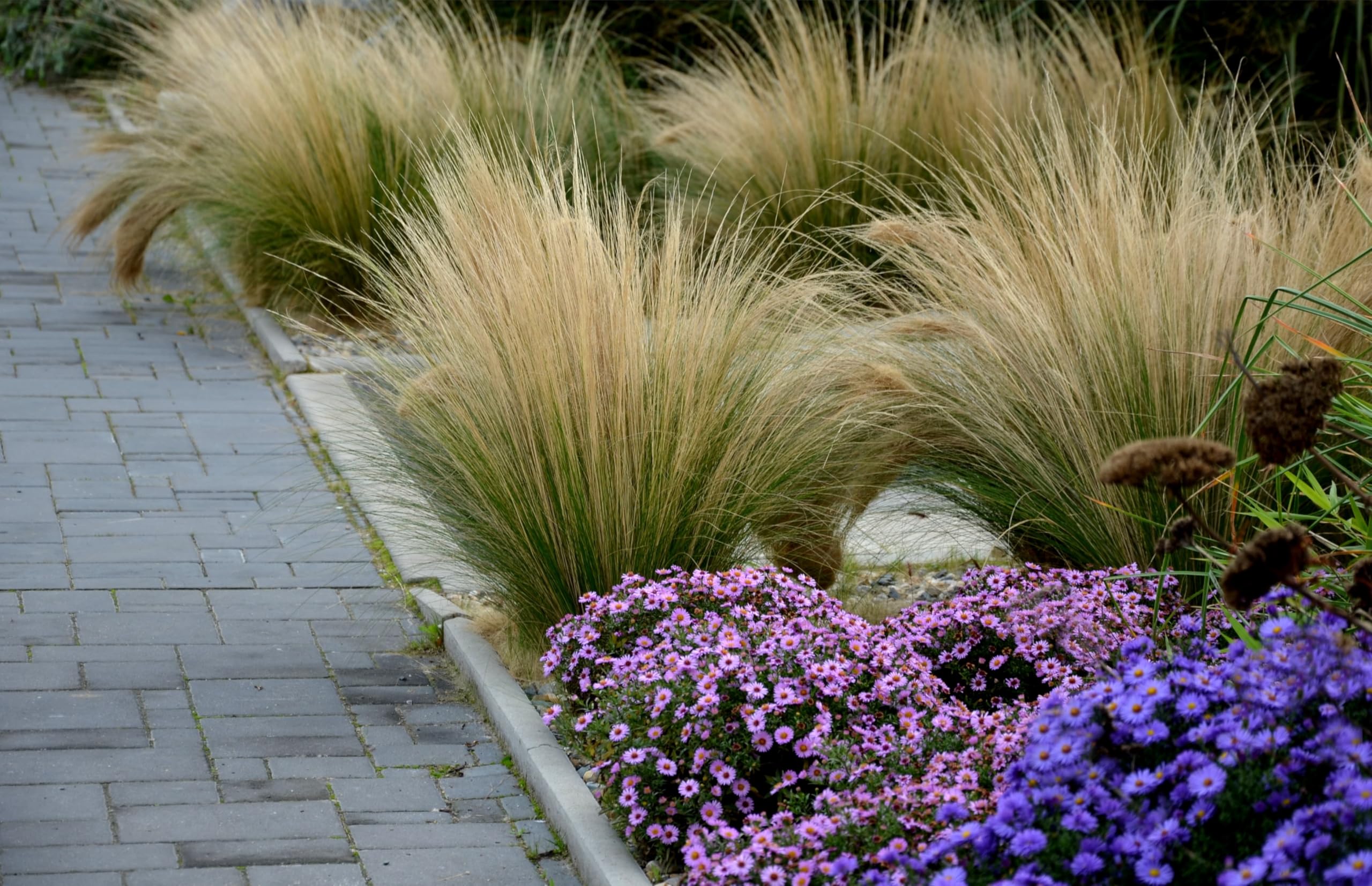 Stipa tenuissima "Pony Tails" - Gradina Noastra