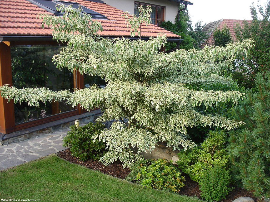 Corn alb "Variegata" 1.00 - 1.20 m /Cornus controversa "Variegata"/ - Gradina Noastra