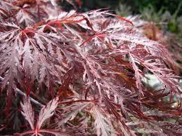 Artar japonez "Inaba Shidare" 1.70 - 2.00 m / Acer palmatum dissectum "Inaba Shidare"/ gradina-noastra
