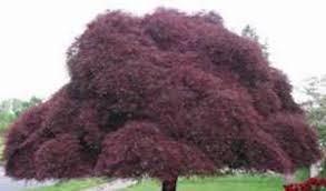 Artar japonez "Inaba Shidare" 1.70 - 2.00 m / Acer palmatum dissectum "Inaba Shidare"/ gradina-noastra