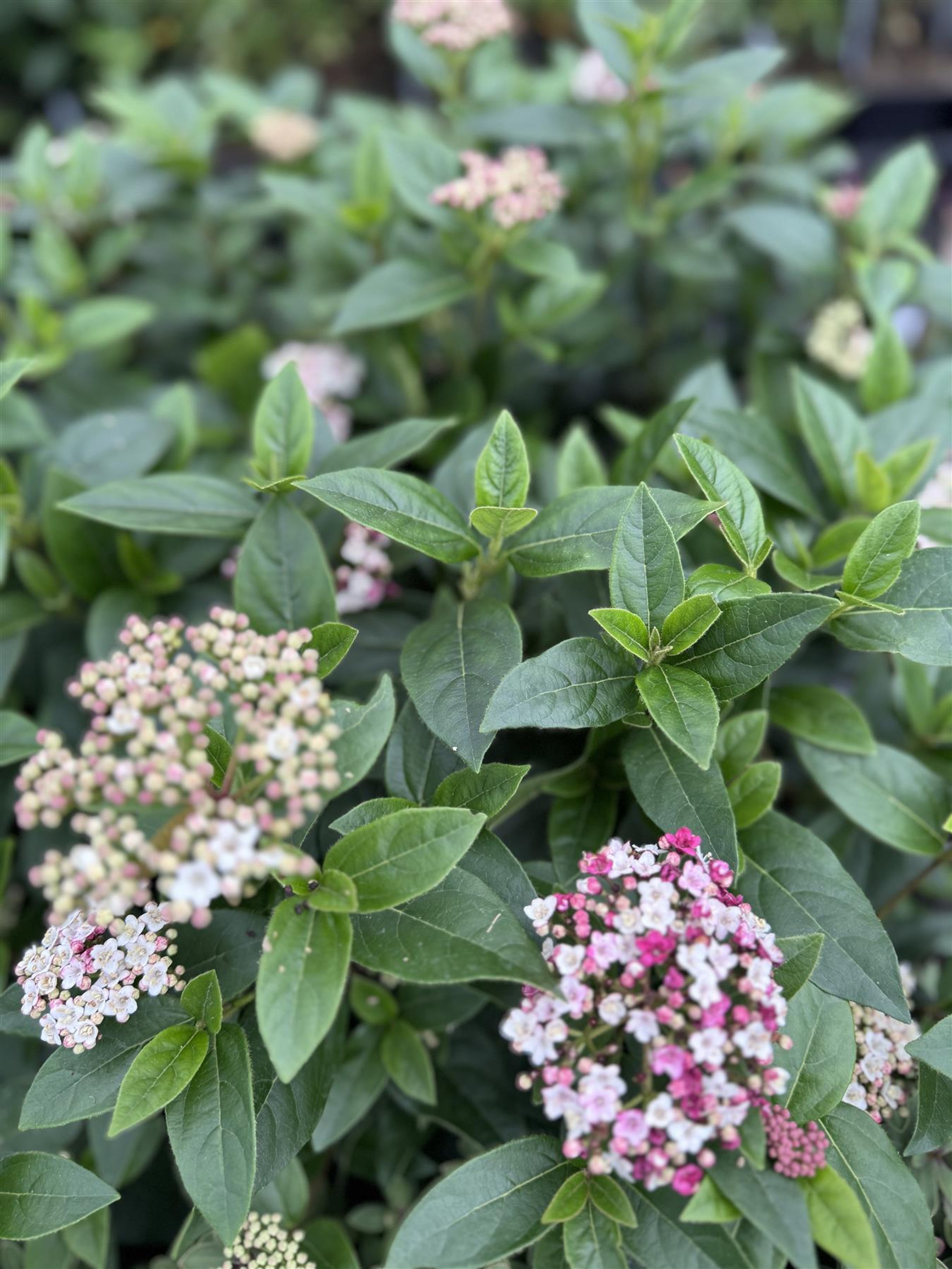 Viburnum tinus "Eve Price" minge / Viburnum tinus "Eve Price"/ by gradina-noastra