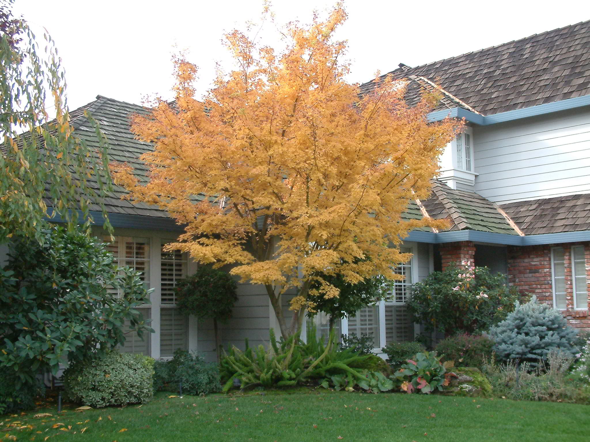 Artar japonez "Katsura" / Acer palmatum "Katsura" / - Gradina Noastra