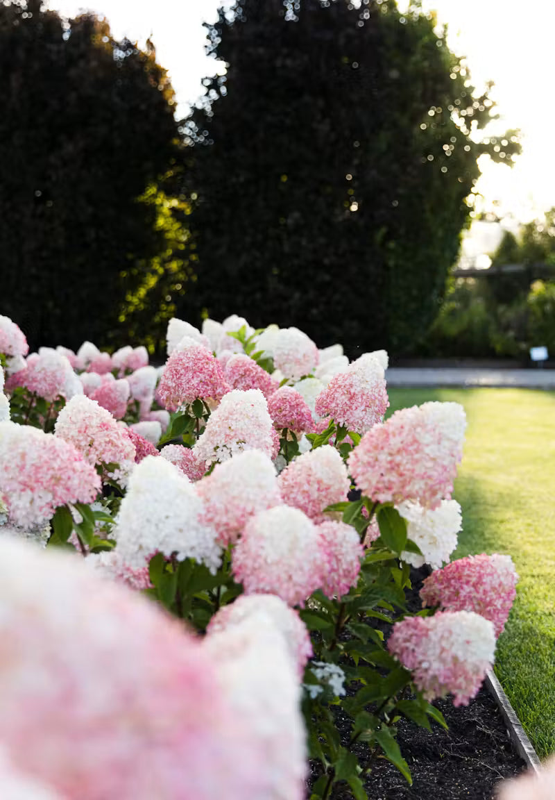 Hortensia paniculata Living Creation Mix/Buc / Hydrangea paniculata Living Creation Mix/