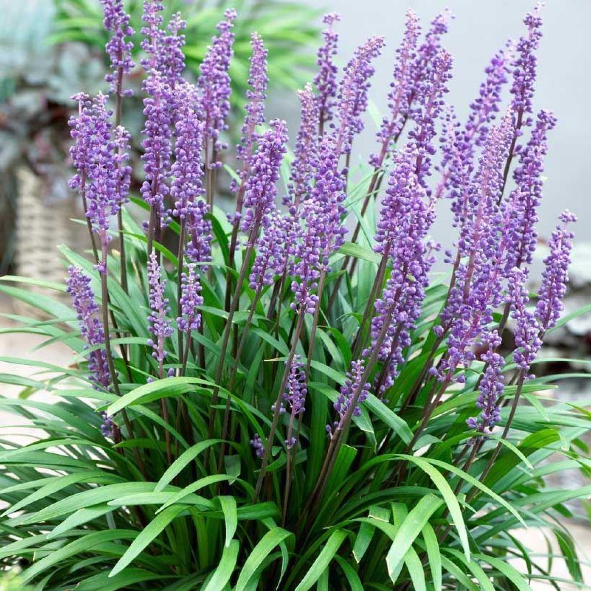 Liriope muscari "Ingwersen" - Gradina Noastra