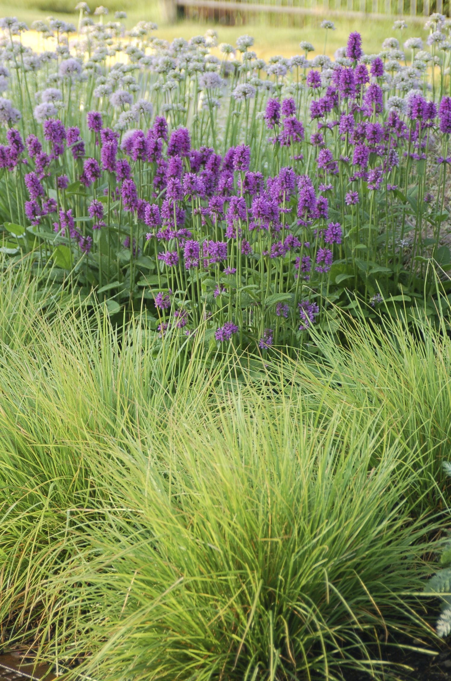 Stachys monieri "Hummelo" - Gradina Noastra
