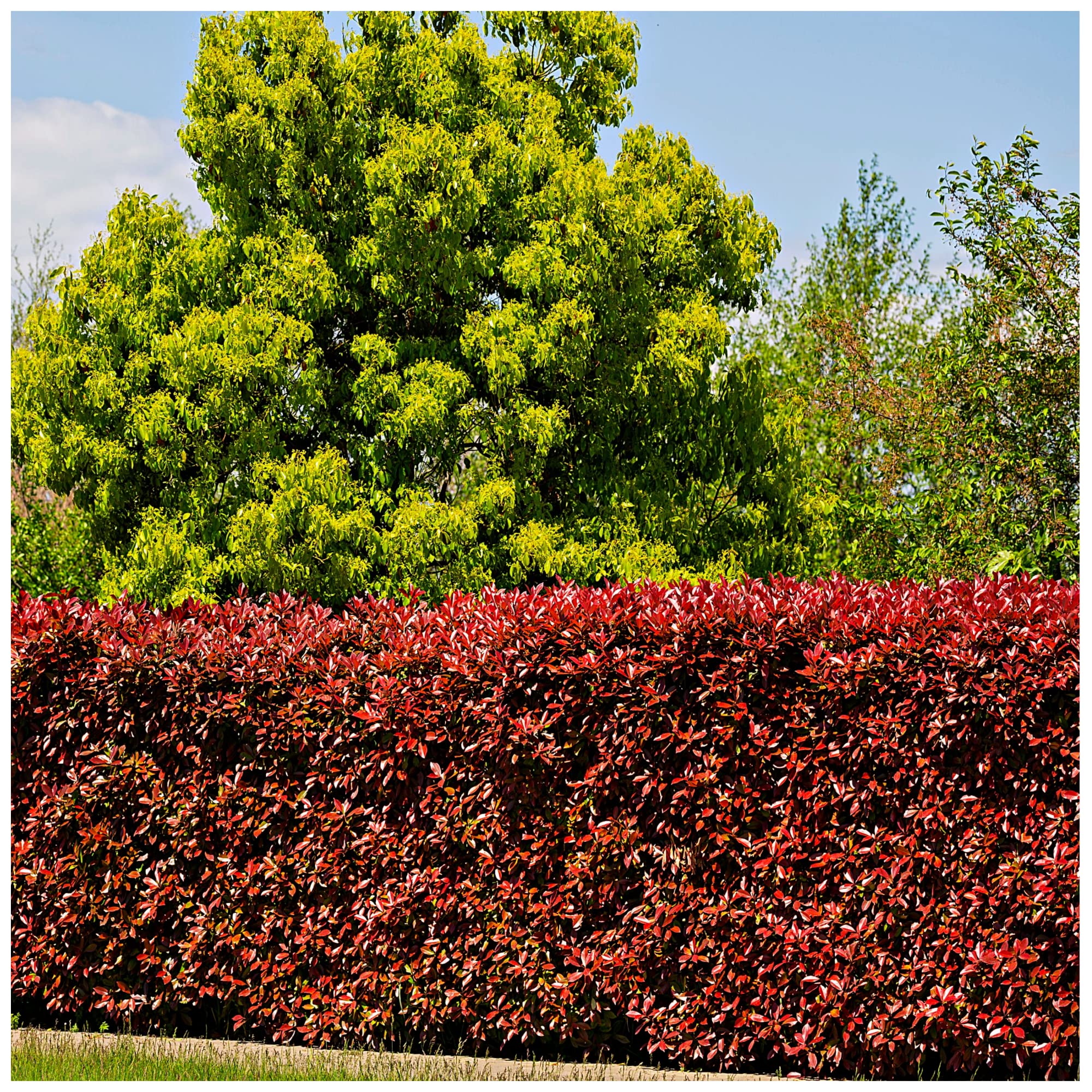 Photinia "Red Robin" tufa / Photinia serulata "Red Robin"/