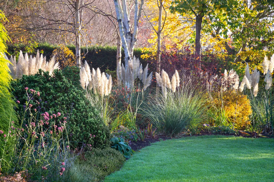 Iarba de pampas „Pumila” /Cortaderia sellona „Pumila”/