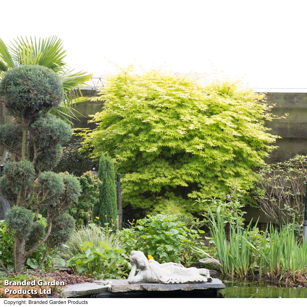 Artar japonez "Summergold" /Acer palm"Summergold"/ - Gradina Noastra