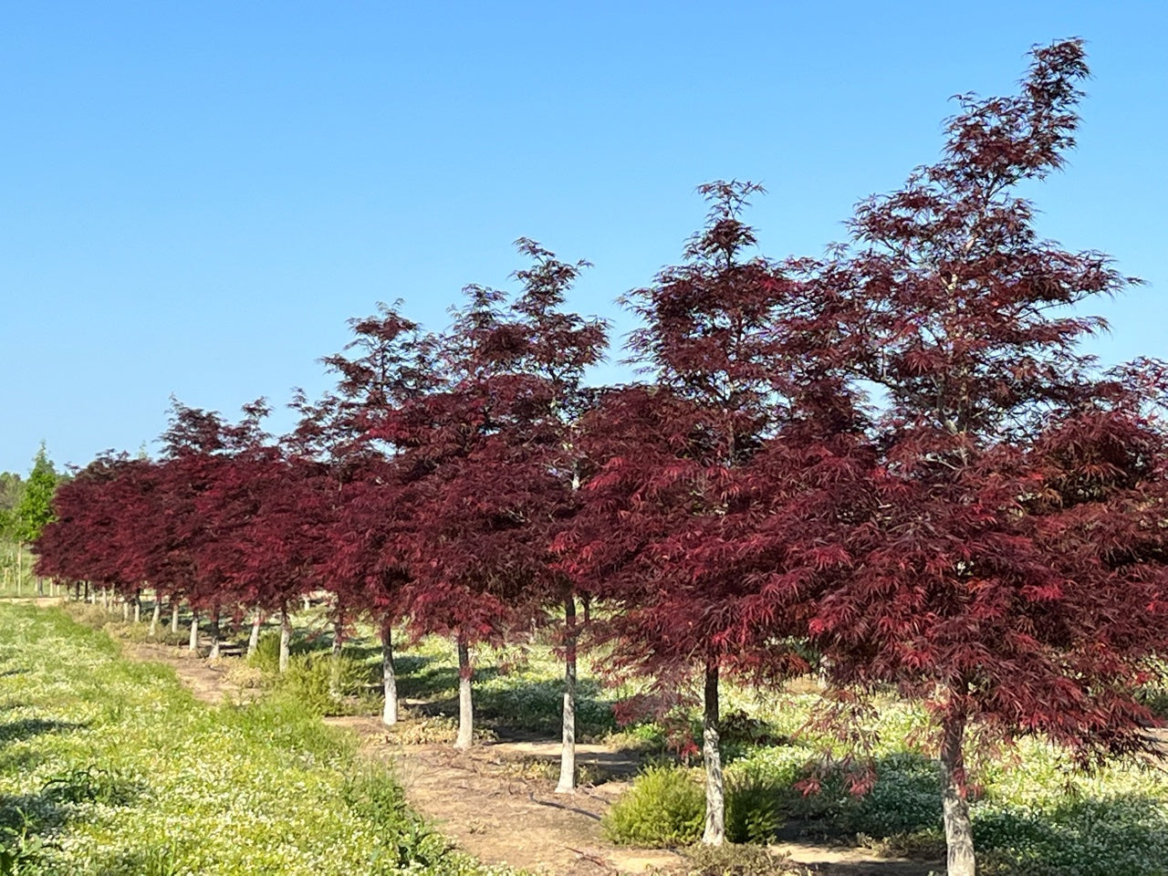Artar japonez "Tamukeyama" arbore / Acer palmatum dissectum "Tamukeyama"/
