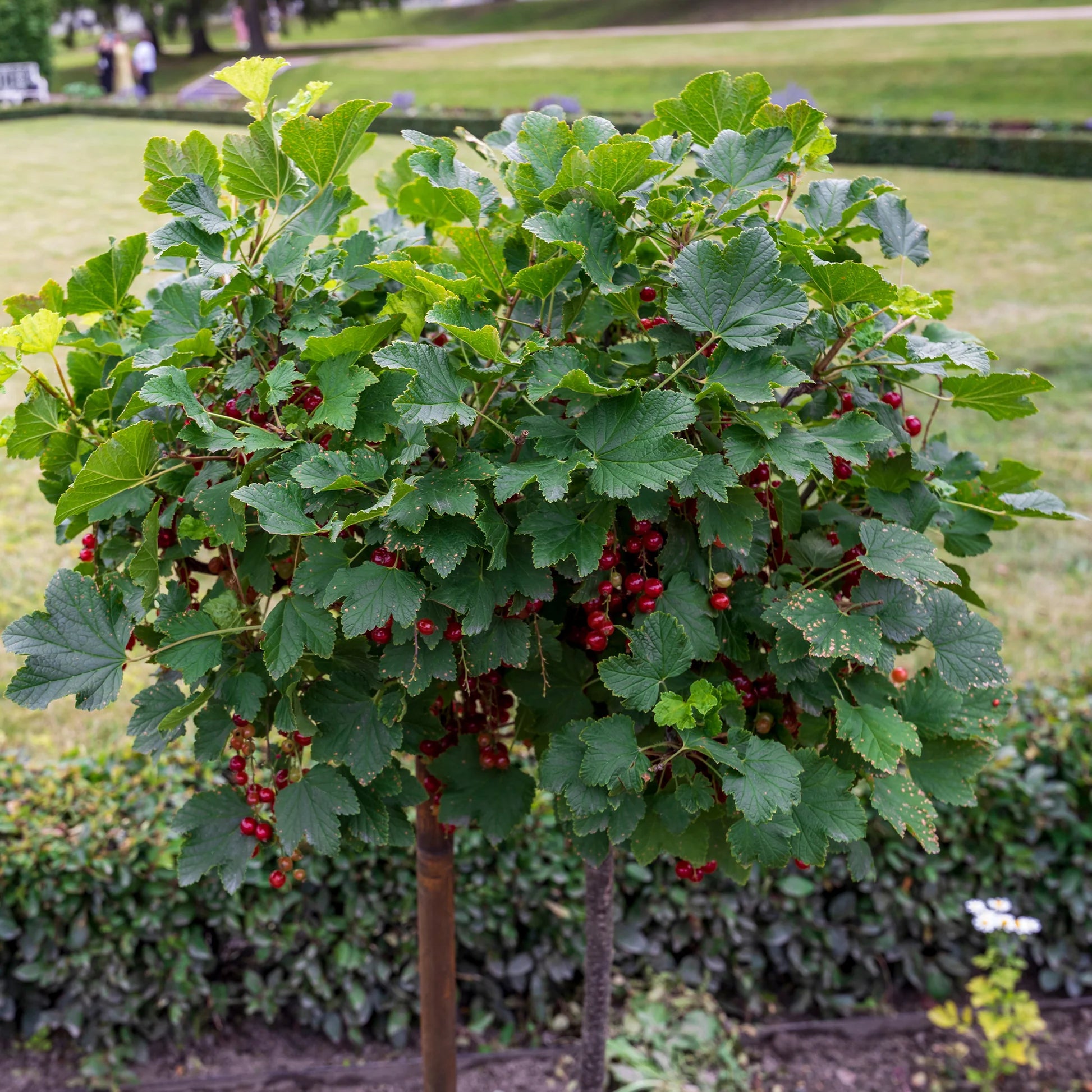 Coacaz Rosu /Ribes rubrum Jonkheer Van Tets/ - Gradina Noastra