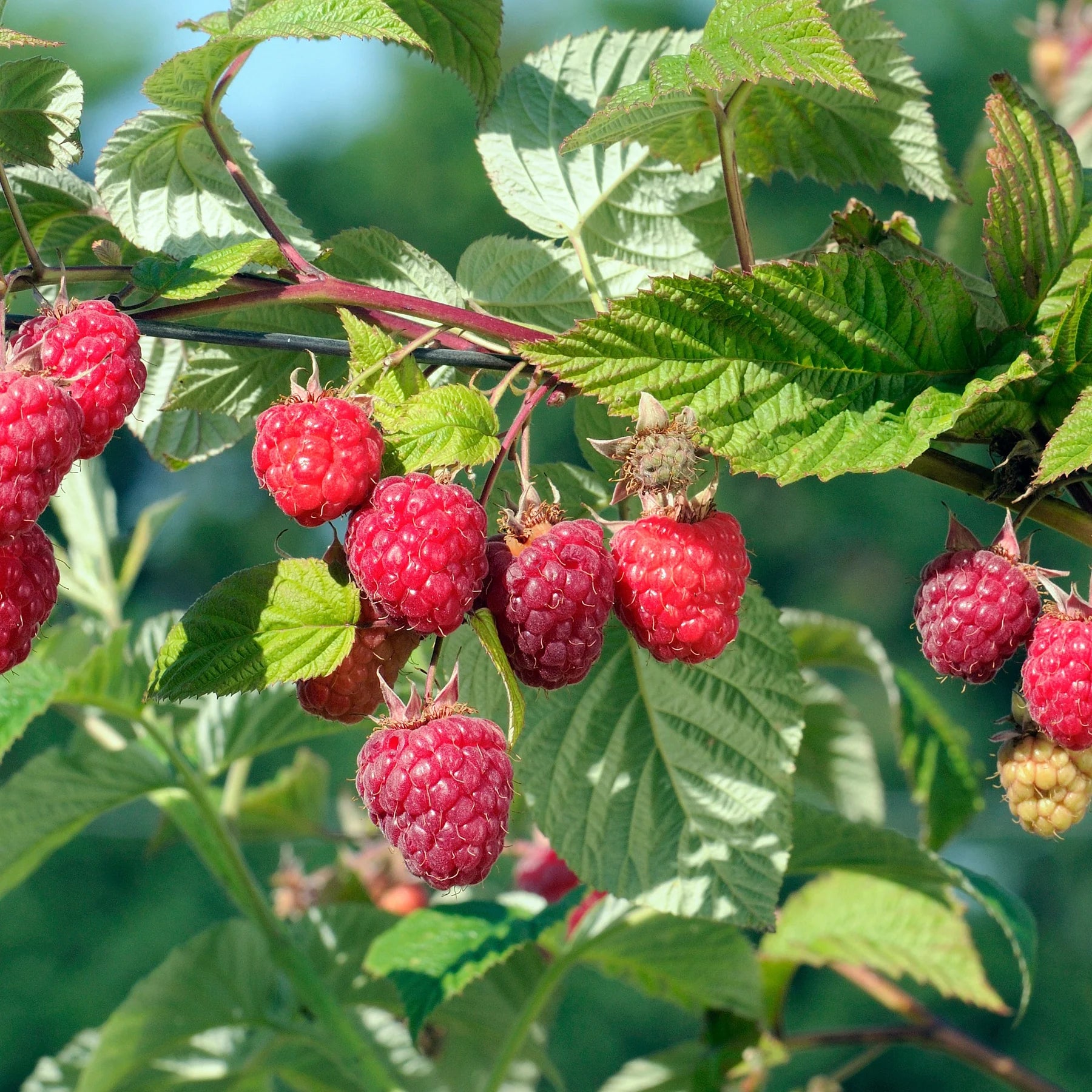 Zmeur "Heritage" /Rubus idaeus &