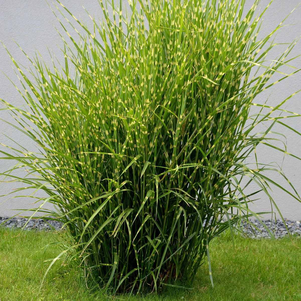 Iarba elefantului "Punktchen" / Miscanthus sinensis "Punktchen" /