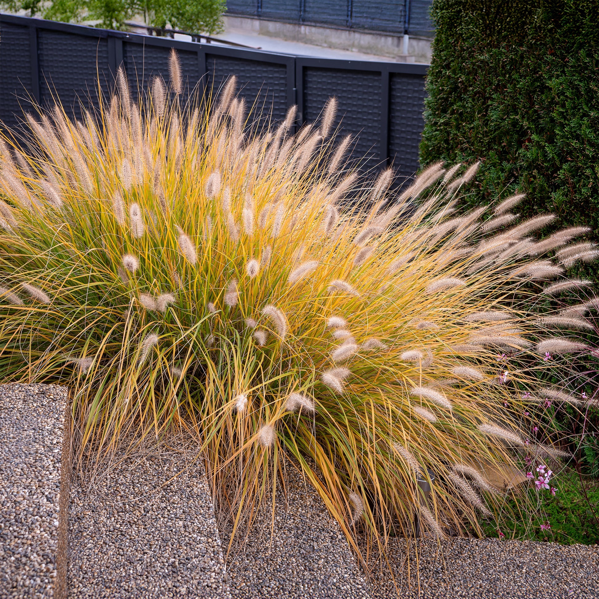 Pennisetum alopecuroides "Hameln" - Gradina Noastra