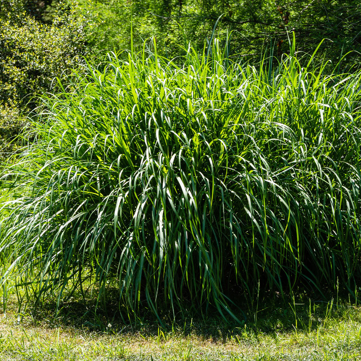 Iarba elefantului "Navajo" /Miscanthus sinensis "Navajo"/ - Gradina Noastra