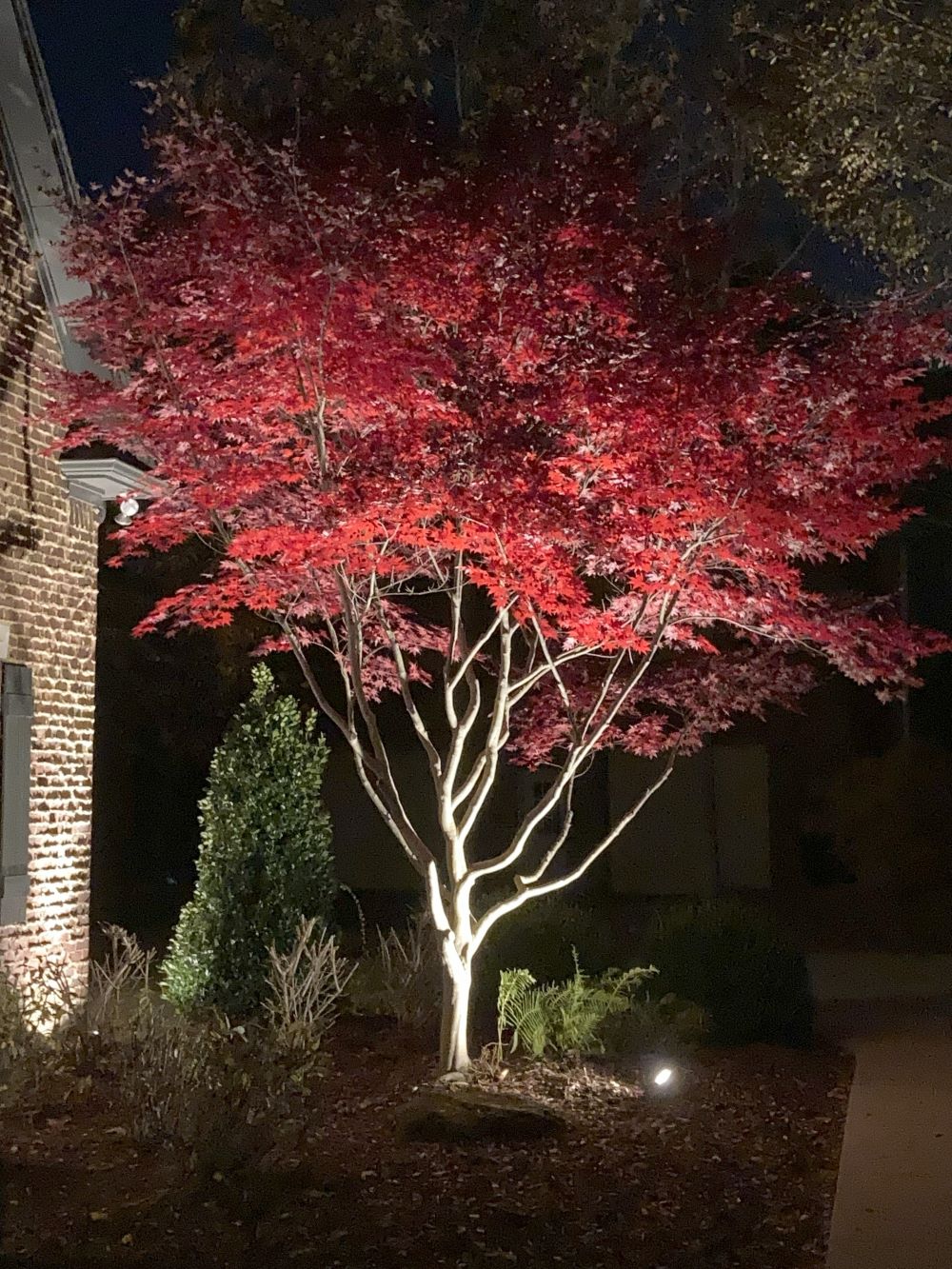Artar japonez "Bloodgood" / Acer palmatum "Bloodgood" / - Gradina Noastra