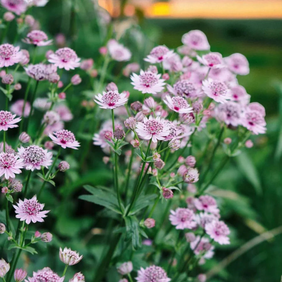 Astrantia major mix / Astrantia ‘Burgundy Manor’’, Astrantia ‘Claret’ , Astrantia ‘Pink Pride’ - Gradina Noastra
