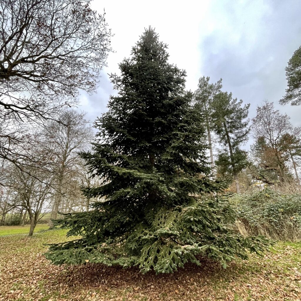 Brad Algerian / Abies numidica / - Gradina Noastra
