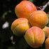 Cais "Peche de Nancy" 1.80 - 2.30 m / Prunus armeniaca "Peche de Nancy" / by gradina-noastra