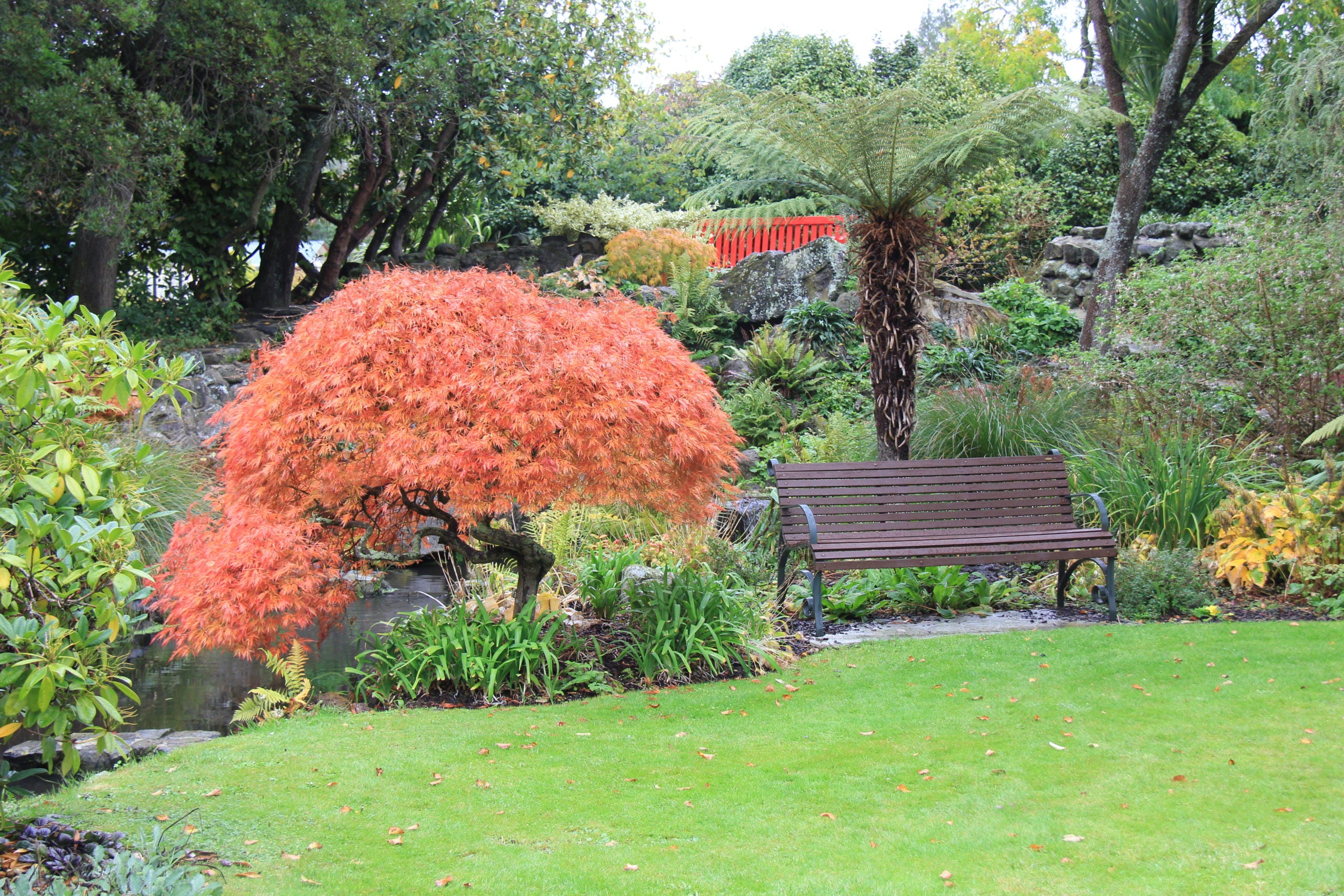 Artar japonez "Viridis" / Acer palmatum dissectum "Viridis" /