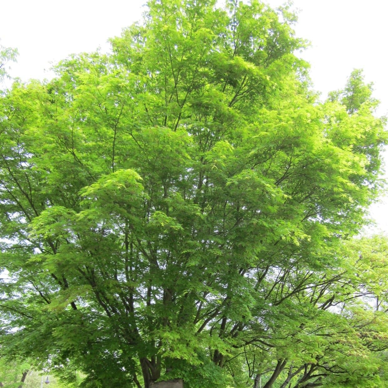 Artar japonez / Acer palmatum / by gradina-noastra