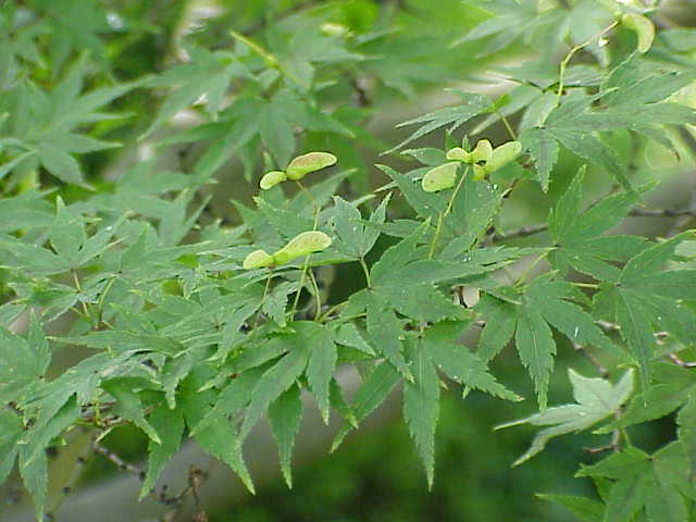Artar japonez / Acer palmatum / by gradina-noastra