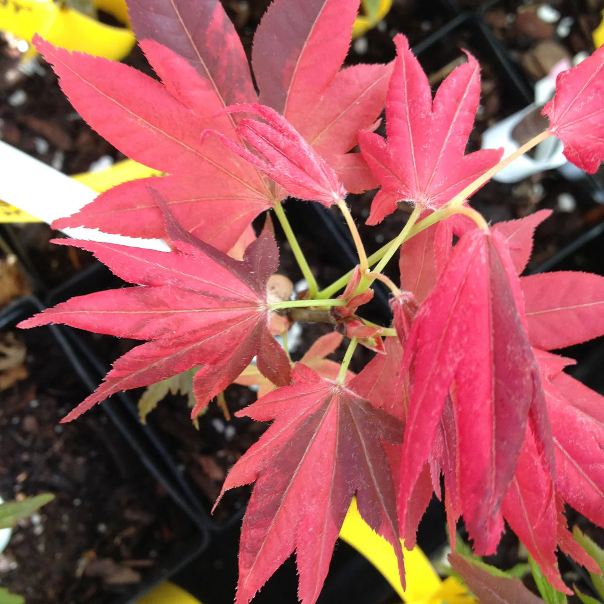 Artar japonez "Sode Nishiki" 1.20 - 1.50 m / Acer palmatum "Sode Nishiki"/ by gradina-noastra