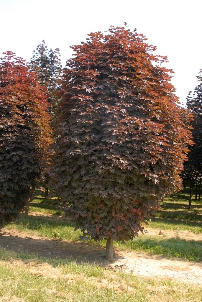 Artar rosu "Crimson King" tufa 2.00 - 2.20 m / Acer platanoides "Crimson King"/ by gradina-noastra